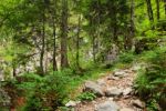2014-07-05_Laengental-N-Hochweg (406). JPG